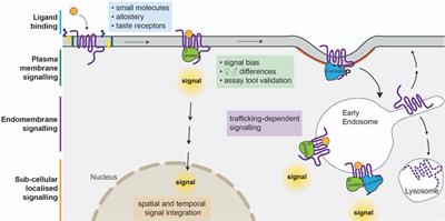 Editorial: Recent Advances in G Protein-Coupled Receptor Signalling: Impact of Intracellular Location, Environment and Biased Agonism